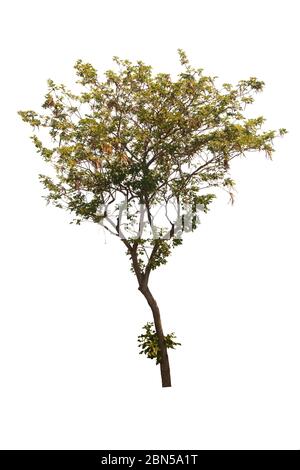 Tabebuia ou arbre d'or ou de suif arbre de Pui isolé, une plante de feuilles vert vif sur fond blanc avec chemin de découpe. Banque D'Images