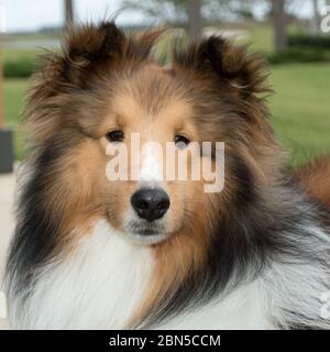 Gros plan sur le visage amical d'un jeune chien de Shetland adulte, une race de chien de troupeau souvent appelée sheltie ou collie Banque D'Images