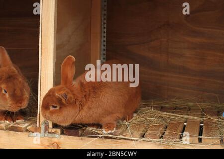 Nouveau-Zélande a fait un retrebred de lapins rouges dans une cage Banque D'Images