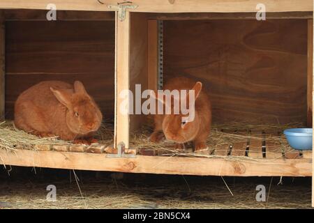 Nouveau-Zélande a fait un retrebred de lapins rouges dans une cage Banque D'Images