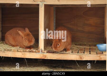 Nouveau-Zélande a fait un retrebred de lapins rouges dans une cage Banque D'Images