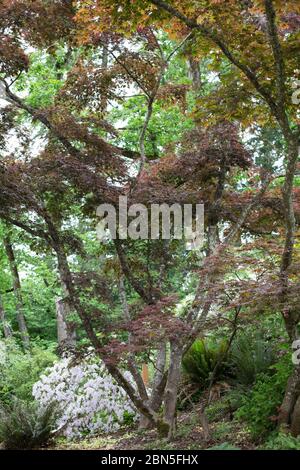 Acer palmatum 'Oshio-beni'. Banque D'Images