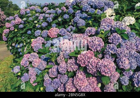 Rose, bleu, lilas, violet, fleur d'hortensia pourpre (Hytensia macrophylla) Banque D'Images