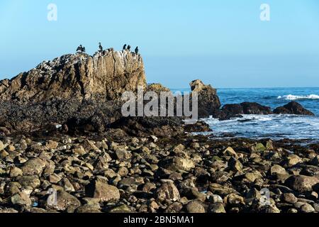 Cinq Cormorans à double crête se sont rassemblés au sommet d'un grand affleurement rocheux à marée basse, le parc national Leo Carrillo, Malibu, Californie. Banque D'Images