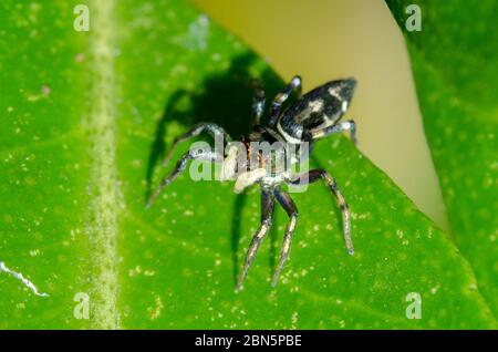 Araignée sauteuse femelle, Cosmophasis thalassina, sur la feuille, Klungkung, Bali, Indonésie Banque D'Images