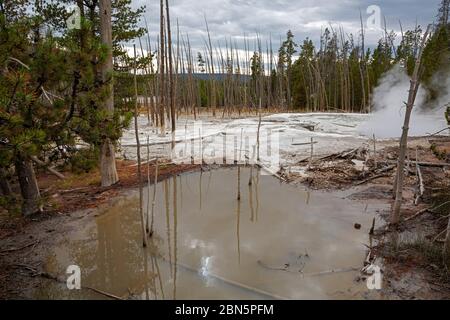 WY04276-00....WYOMING - le ruissellement toxique des sources chaudes tue des arbres sains dans le bassin de Norris Geyser du parc national de Yellowstone. Banque D'Images