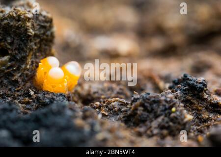 Champignons de fusil de chasse Banque D'Images
