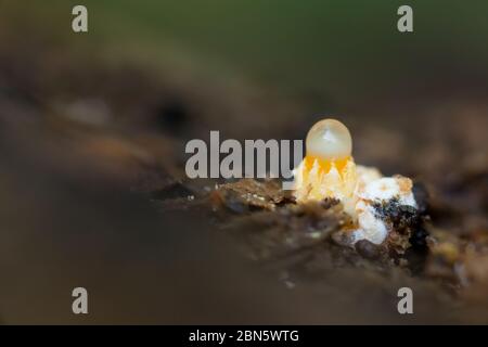 Champignons de fusil de chasse Banque D'Images