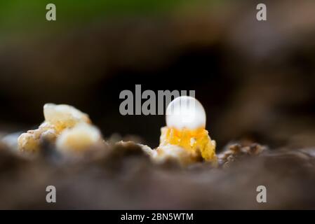 Champignons de fusil de chasse Banque D'Images
