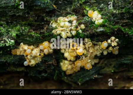 Champignons de fusil de chasse Banque D'Images