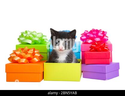 Petit chaton tuxedo assis dans une boîte en piles de petits cadeaux colorés de vacances lumineuses avec rubans et noeuds isolés sur fond blanc. Anniversaire, a Banque D'Images