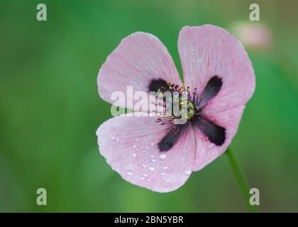 Fleur de pavot rose, papaver dubium, fond d'herbe verte, nature à l'extérieur, prairie avec fleurs sauvages gros plan Banque D'Images