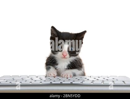 adorable petit tuxedo noir et blanc peaking sur un clavier d'ordinateur isolé sur fond blanc, regardant directement le spectateur avec exp curieux Banque D'Images