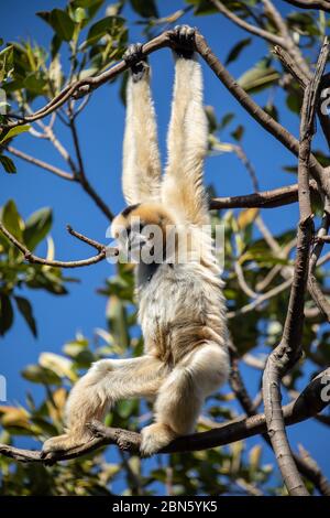 Gibbon à cheecheed jaune suspendu à une branche supérieure d'arbre Banque D'Images