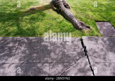 La croissance des racines des arbres cause des trottoirs de béton cassés, Seattle, Washington Banque D'Images