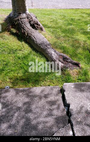 La croissance des racines des arbres cause des trottoirs de béton cassés, Seattle, Washington Banque D'Images