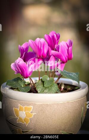 fleur de cyclamen rose dans pot de fleur d'argile avec fond vert flou Banque D'Images