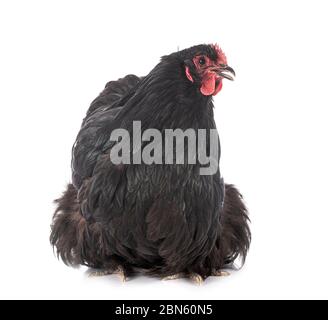 Orpington chicken in front of white background Banque D'Images