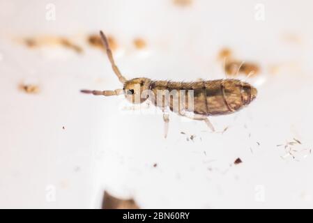 Un petit ressort allongé d'un jardin de Berkeley, Californie. Ces petits insectes sont omniprésents mais souvent négligés. Banque D'Images