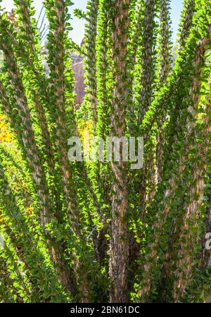 Une fermeture d'une usine de Springtime ocotillo avec toutes ses feuilles, Anza Borrego Desert State Park, Californie, États-Unis Banque D'Images