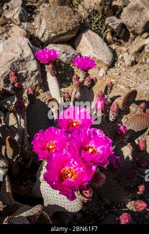 Cactus Beavertail en fleur, parc national du désert d'Anza Borrego, Californie, États-Unis Banque D'Images