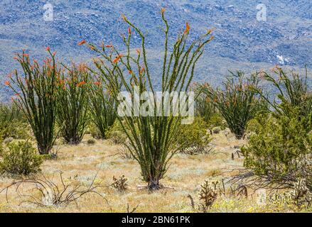 Floraison Ocotillo près de Borrego Springs, Californie, Etats-Unis. Banque D'Images