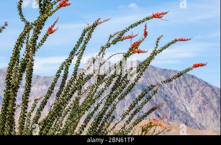 Floraison Ocotillo près de Borrego Springs, Californie, Etats-Unis. Banque D'Images