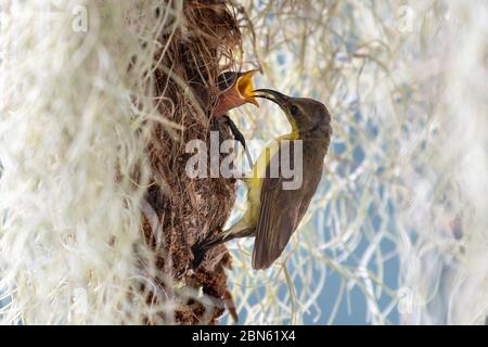 Oiseau nourrit sa progéniture, saison parentale Banque D'Images