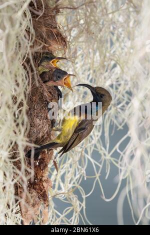 Oiseau nourrit sa progéniture, saison parentale Banque D'Images