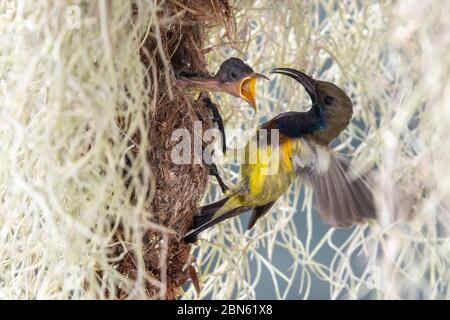 Oiseau nourrit sa progéniture, saison parentale Banque D'Images