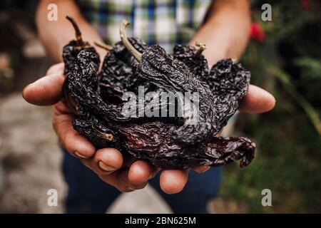 chili ancho, piment mexicain sec, assortiment de piments dans les mains des agriculteurs du Mexique Banque D'Images