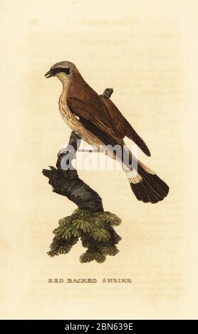 Crevettes rouges, Lanius collurio. Gravure sur blocs de bois de couleur main, d'après une illustration d'Edward Donovan de l'Histoire naturelle des oiseaux, publiée par Brily and Childs, Bungay, Suffolk, 1815. Charles a créé une fonderie d'impression et de stéréotype à Bungay en 1795 et est entré en partenariat avec l'imprimeur radical non conformiste John Firby Childs en 1808. Banque D'Images