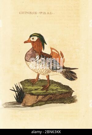 Canard mandarin, Aix galericulata. Sarcelle chinois. Gravure sur blocs de bois de couleur main, d'après une illustration de Richard Polydore Nodder de l'Histoire naturelle des oiseaux, publiée par Brily and Childs, Bungay, Suffolk, 1815. Charles a créé une fonderie d'impression et de stéréotype à Bungay en 1795 et est entré en partenariat avec l'imprimeur radical non conformiste John Firby Childs en 1808. Banque D'Images