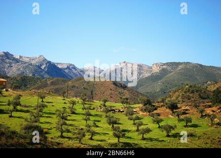 Chèvres et hérons paître dans une oliveraie dans la campagne andalouse, près de Tolox, province de Malaga, Andalousie, Espagne, Europe occidentale. Banque D'Images