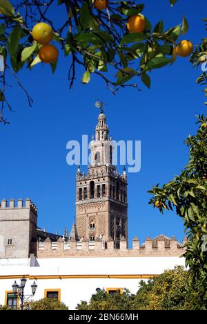 Vue sur la cathédrale Saint-Marie-de-la-Sère (cathédrale de Santa Maria de la Sède) et la Tour Giralda vue depuis la Plaza patio de Banderas, Séville, Espagne. Banque D'Images