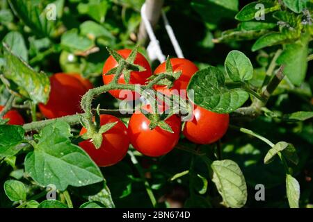 Tomates rouges mûres Losetto poussant sur la vigne, Royaume-Uni. Banque D'Images