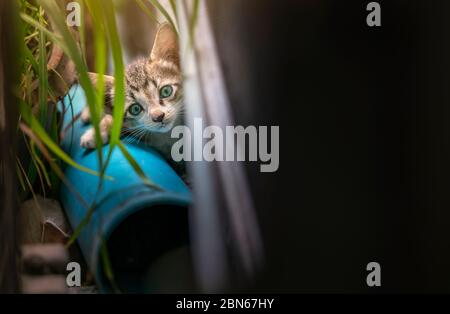 Le chaton noir et blanc errant se faufile derrière le pot de plantes à côté de la maison. Restez une jambe sur les tuyaux en plastique inutilisés. Yeux verts regardant la caméra. Espace Banque D'Images