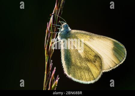 Bois cryptique blanc - Leptidea juvernica, petit papillon blanc commun provenant de prés et jardins européens, Zlin, République tchèque. Banque D'Images