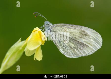 Bois cryptique blanc - Leptidea juvernica, petit papillon blanc commun provenant de prés et jardins européens, Zlin, République tchèque. Banque D'Images