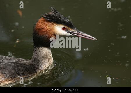 Une photo d'un Grand Grebe à crête, Podiceps cristatus, nager sur une rivière. Banque D'Images