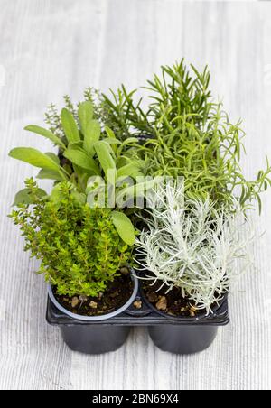 Mélange d'herbes dans une casserole - romarin, thym, sauge, smil italien et marjolaine Banque D'Images