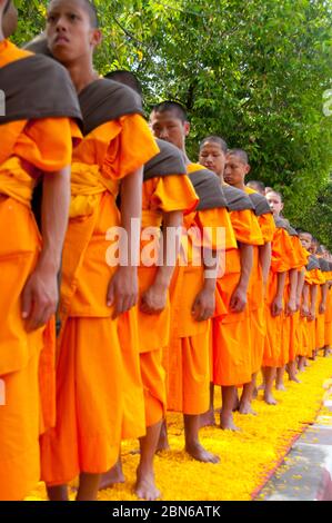 Thaïlande: Certains des 500 moines dhutanga traitant autour de la lande centrale de Chiang Mai sur un lit de pétales de fleurs. 9 avril 2014. Dhutanga (connu en Tha Banque D'Images