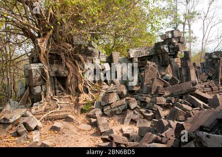 Cambodge: Un figue à étrangler pousse sur une gopura au temple khmer du début du XIe siècle, Chau Srei Vibol (également connu sous le nom de Wat Trak), près d'Angkor. Banque D'Images