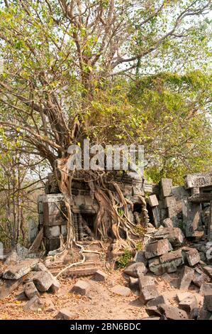 Cambodge: Un figue à étrangler pousse sur une gopura au temple khmer du début du XIe siècle, Chau Srei Vibol (également connu sous le nom de Wat Trak), près d'Angkor. Banque D'Images