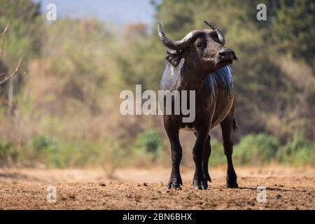 Mouillez un seul bison après le bain et buvez dans un trou d'eau près de Kavinga Lodge, Zimbabwe Banque D'Images
