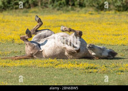 Chevaux Camargue dans le sud de la France Banque D'Images