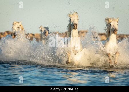 Chevaux Camargue dans le sud de la France Banque D'Images