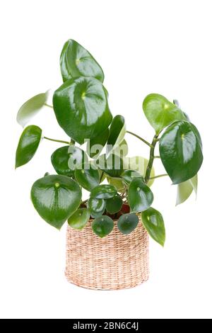 Peperomia polybotrya aussi appelé peperomia Raindrop ou usine de monnaie chinoise dans un pot isolé sur fond blanc vertical Banque D'Images