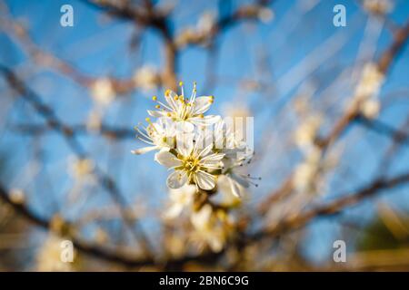 Fleur d'aubépine sur arbre, gros plan Banque D'Images
