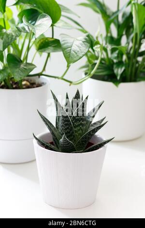 Maison de plantes en céramique blanche et bambou pots de cashpo sur la table, haworthia pothos et spathiphilum Banque D'Images